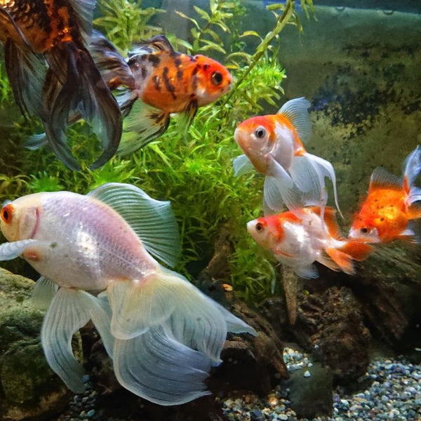 鉄製羽釜  オブジェ  メダカ金魚の水槽  キャップ 鉄製羽釜 オブジェ メダカ金魚の水槽 キャップ